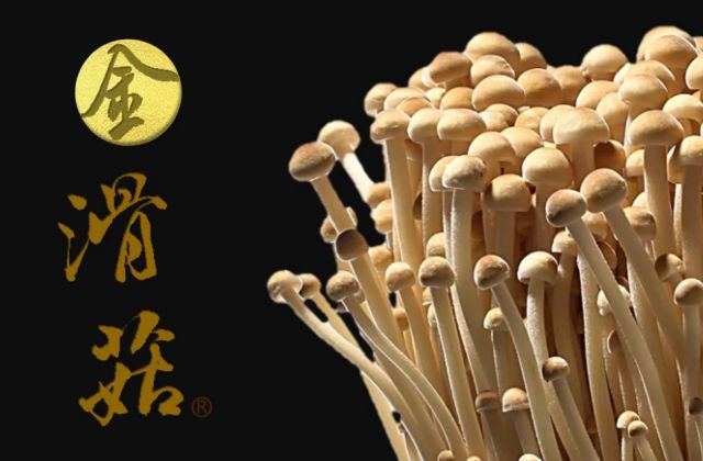 【菇的魔法師】金滑菇